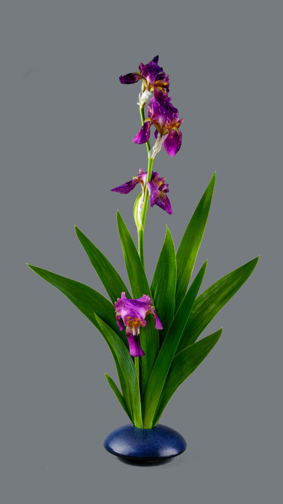 Iris-ikabana